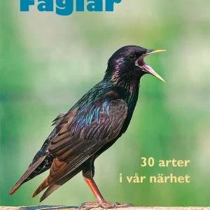 Fåglar : 30 arter i vår närhet