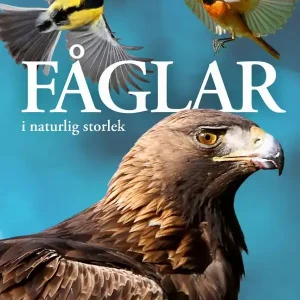 Fåglar : i naturlig storlek