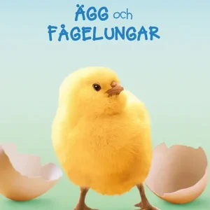 Lätta fakta om ägg och fågelungar