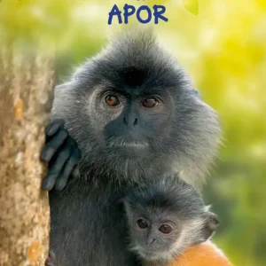 Lätta fakta om apor