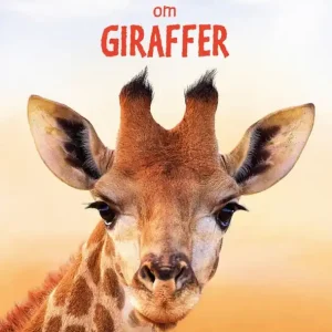 Lätta fakta om giraffer