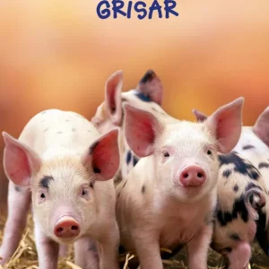 Lätta fakta om grisar