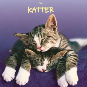 Lätta fakta om katter