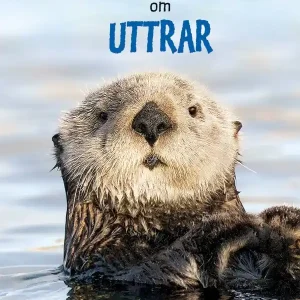 Lätta fakta om uttrar